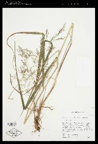 Calamagrostis canadensis var. canadensis image