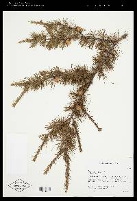 Larix laricina image