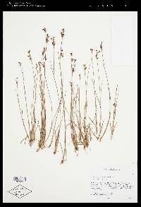 Juncus brevicaudatus image