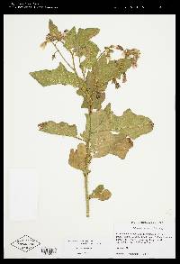 Image Associated With the Occurence