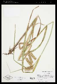 Carex comosa image