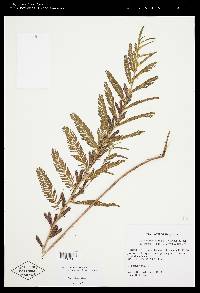 Chamaecrista nictitans var. aspera image