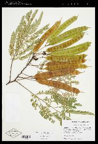 Albizia julibrissin image