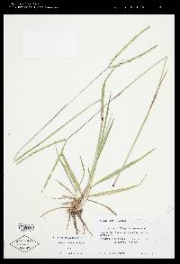 Paspalum notatum image