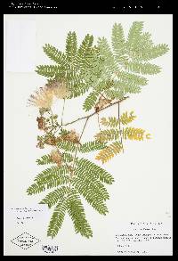 Albizia julibrissin image