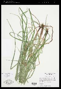 Carex louisianica image