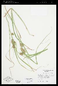 Carex louisianica image