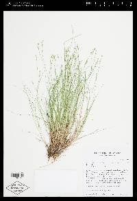 Carex atlantica subsp. capillacea image