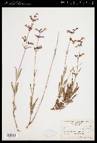 Penstemon gracilentus image