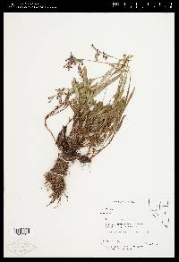 Penstemon gracilentus image