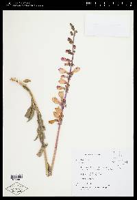 Penstemon floridus image