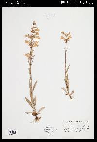 Penstemon gracilis image