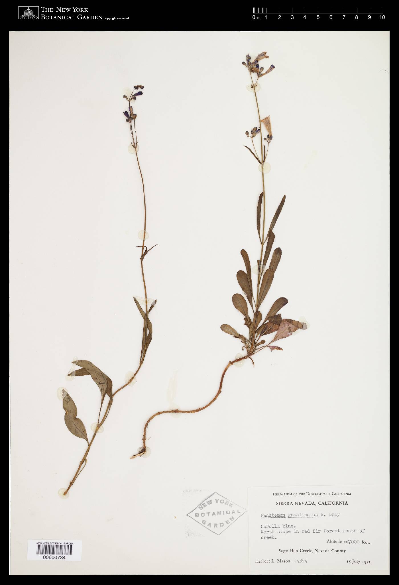 Penstemon gracilentus image