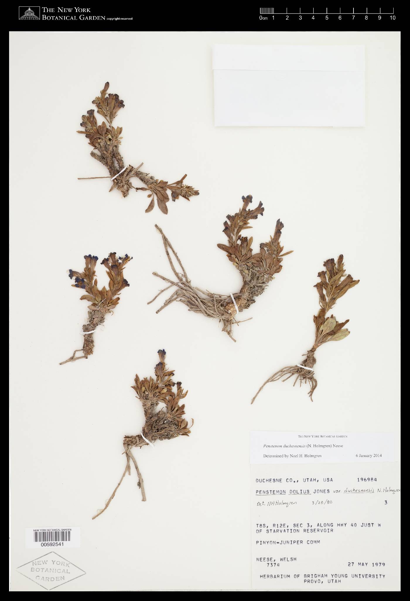 Penstemon dolius var. duchesnensis image