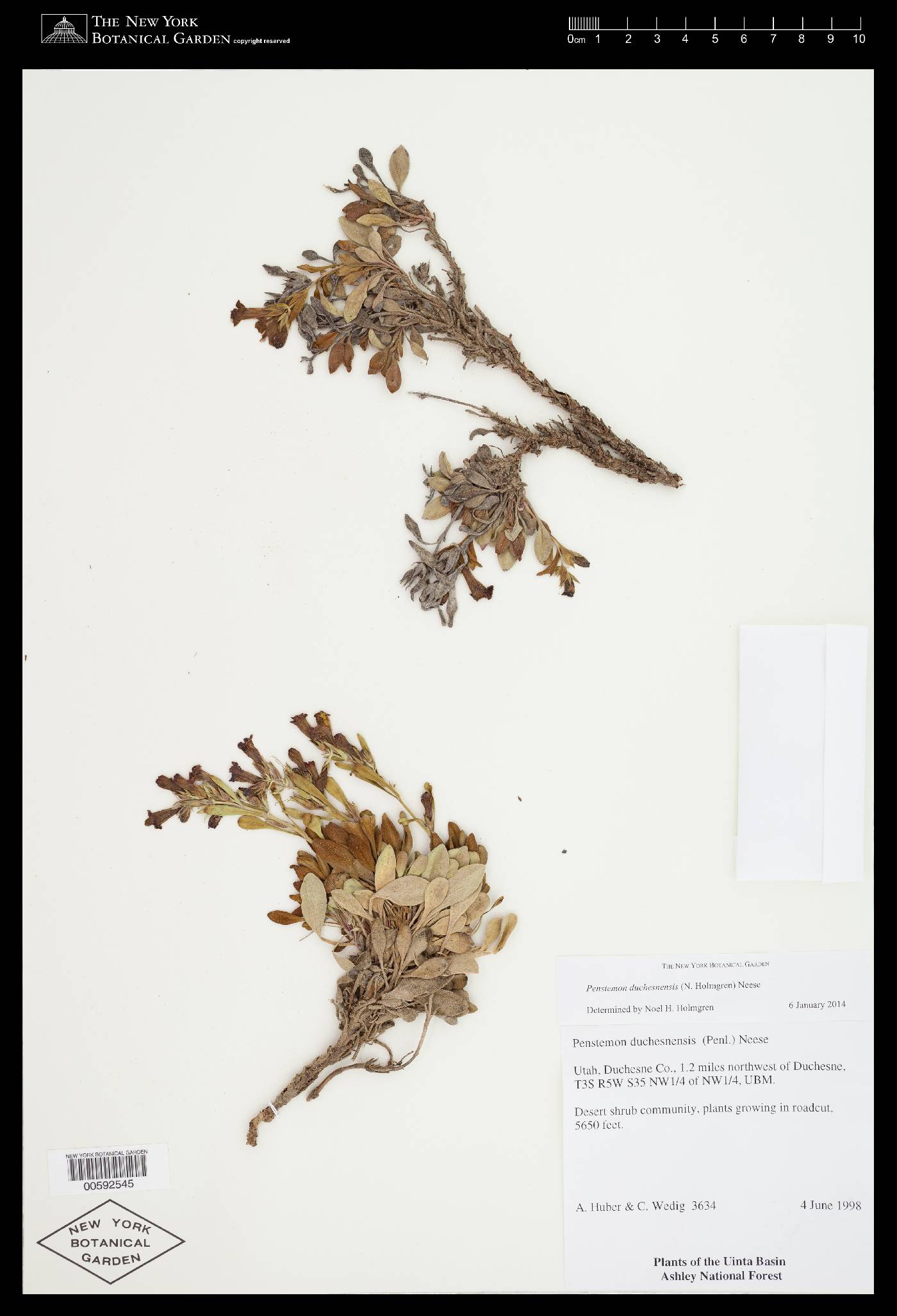 Penstemon dolius var. duchesnensis image