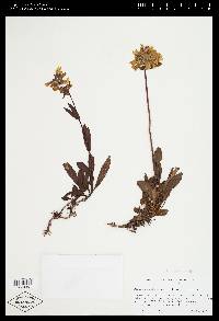 Penstemon flavescens image