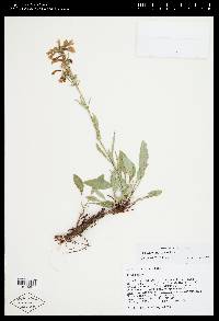 Penstemon albertinus image