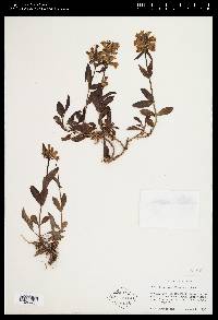 Penstemon flavescens image