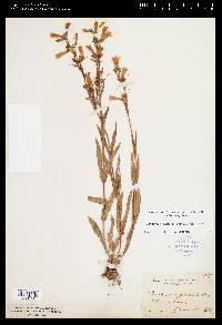 Penstemon gracilis var. gracilis image