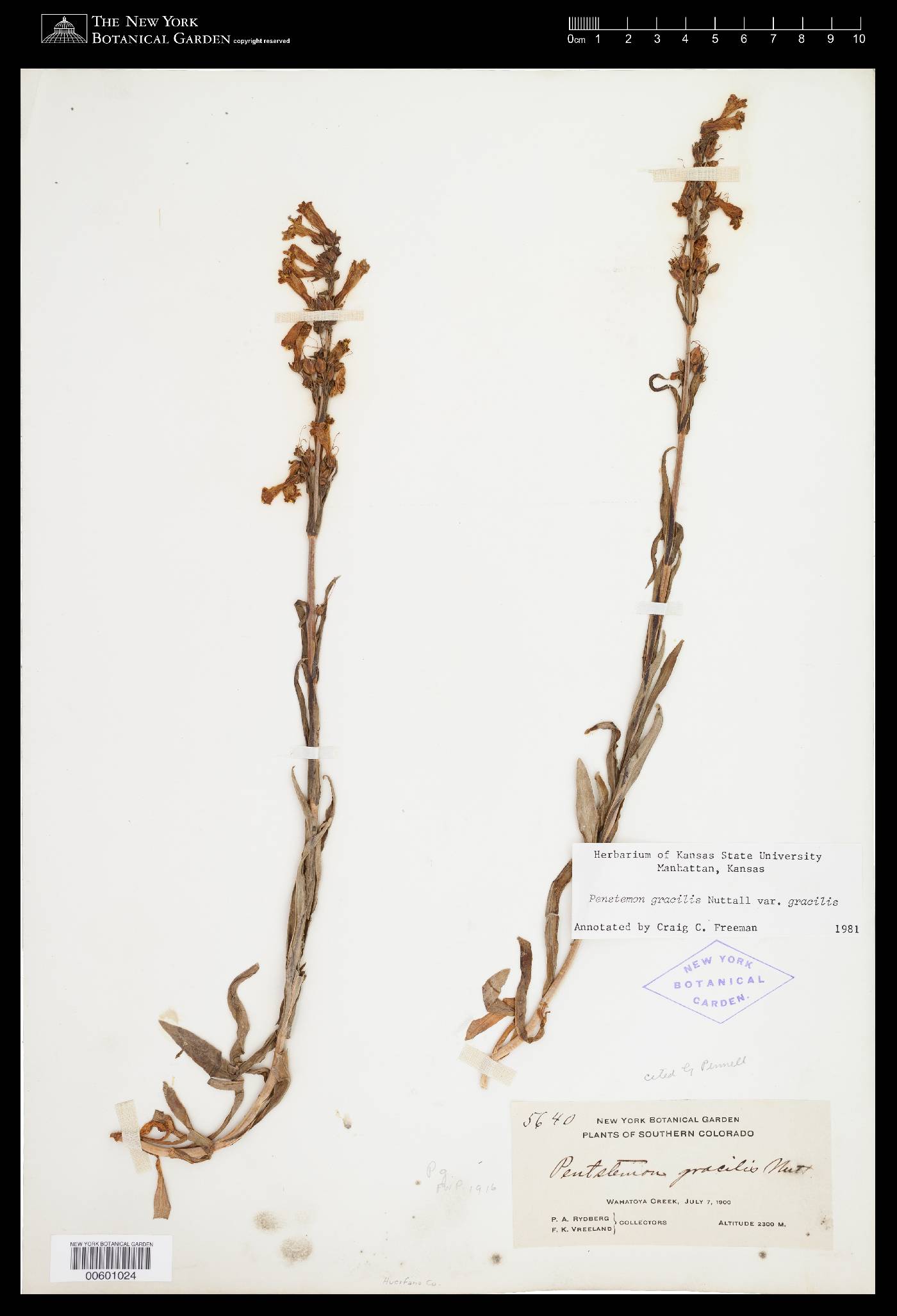 Penstemon gracilis var. gracilis image