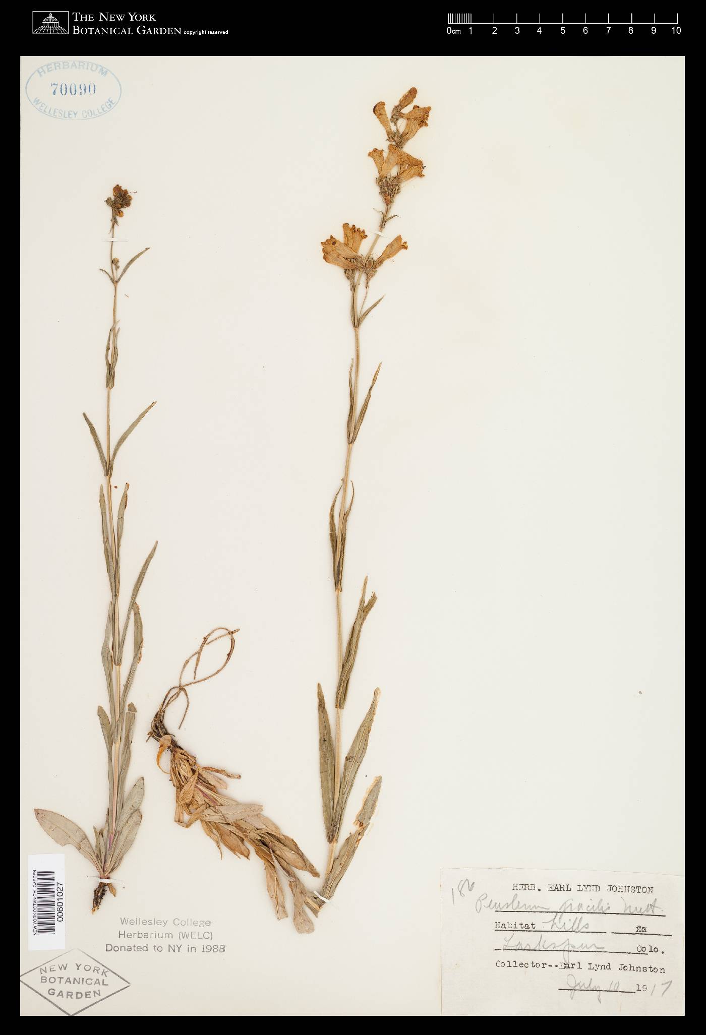 Penstemon gracilis var. gracilis image