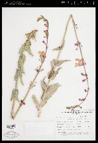 Penstemon floridus image