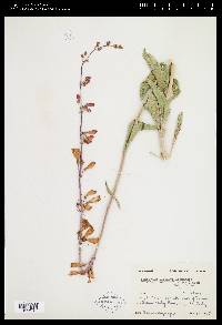 Penstemon floridus image