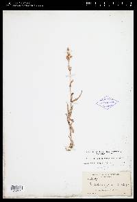 Penstemon gracilis subsp. gracilis image