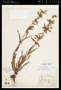 Penstemon gracilis subsp. gracilis image