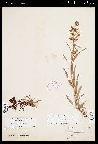 Penstemon gracilis image