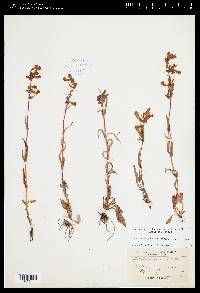 Penstemon gracilis image