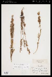 Penstemon gracilis image