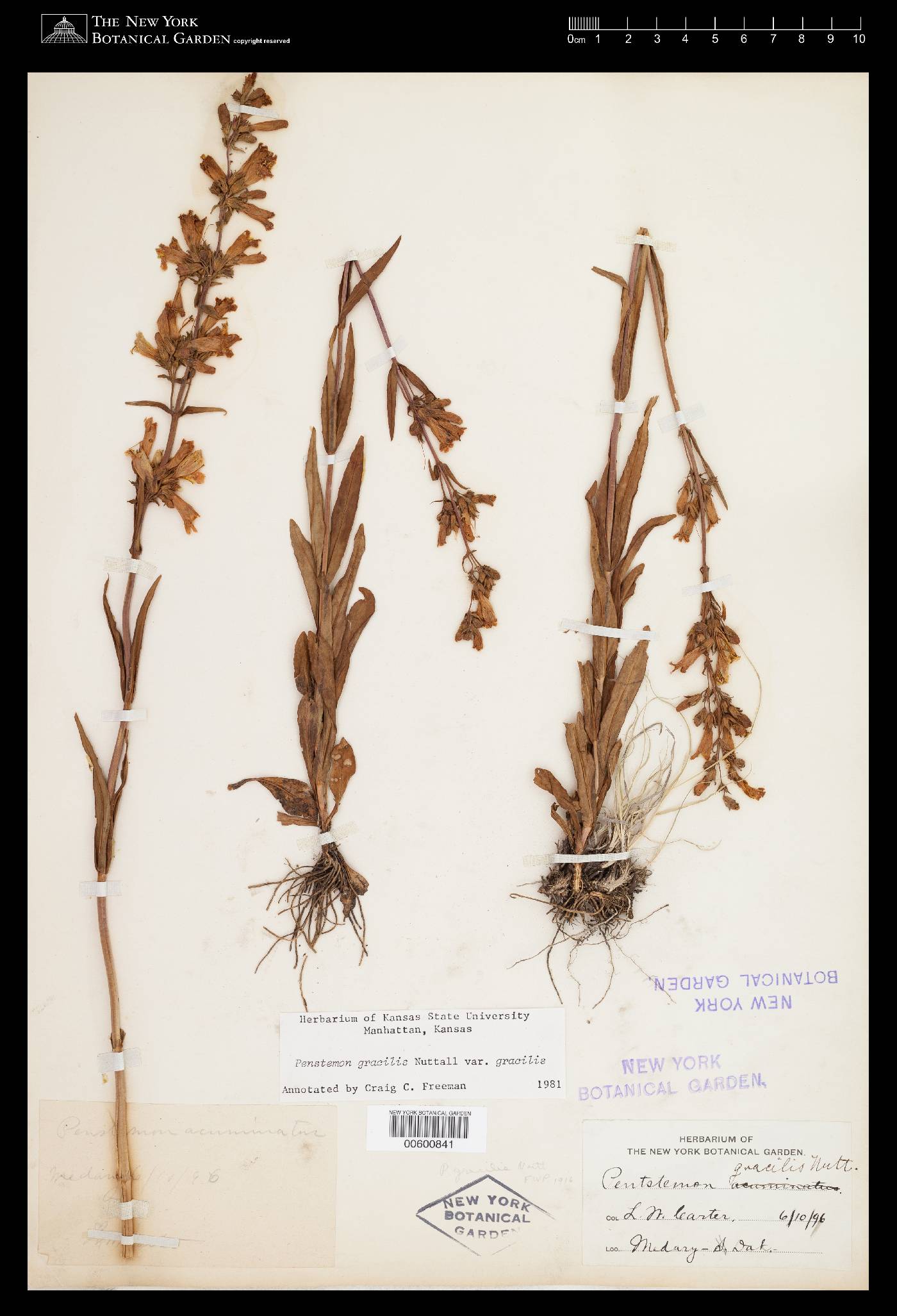 Penstemon gracilis subsp. gracilis image