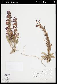 Penstemon fremontii image