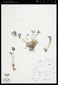 Penstemon decurvus image