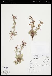 Penstemon decurvus image