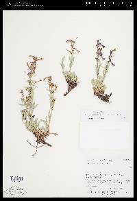 Penstemon decurvus image