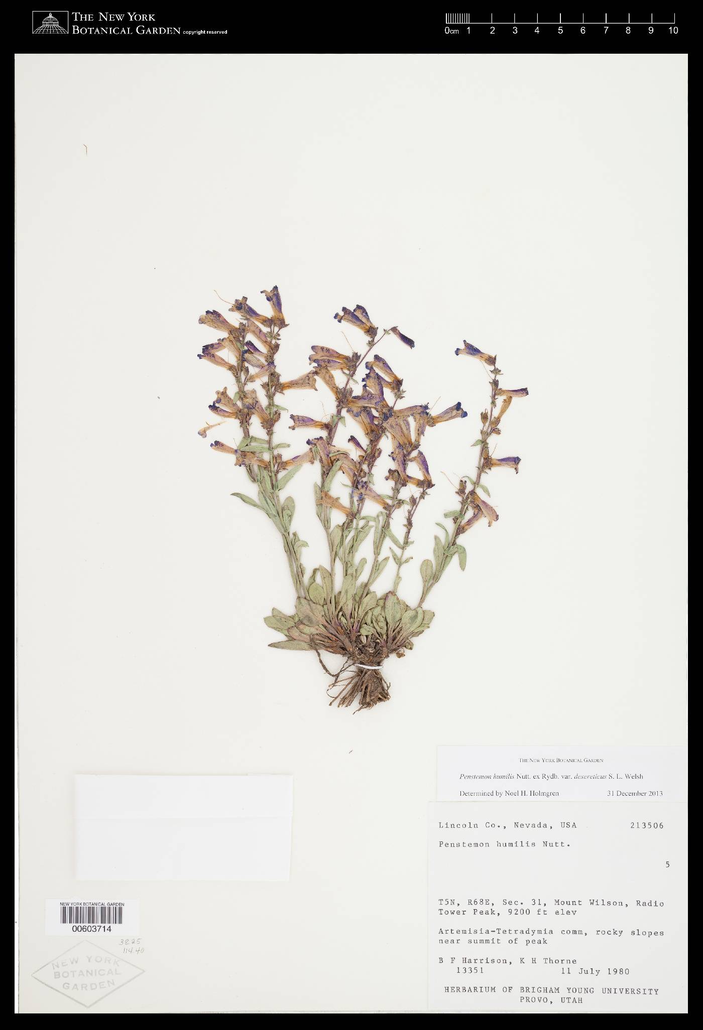 Penstemon decurvus image