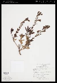 Penstemon fruticosus image
