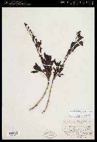 Penstemon fruticosus var. fruticosus image