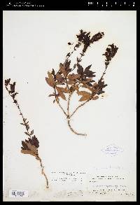 Penstemon fruticosus var. fruticosus image