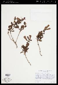 Penstemon fruticosus var. fruticosus image