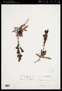 Penstemon fruticosus var. fruticosus image