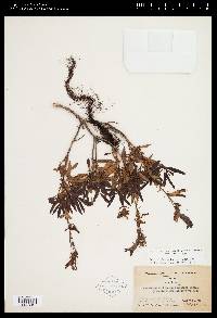 Penstemon fruticosus image