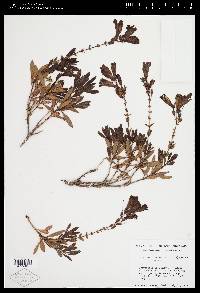 Penstemon fruticosus image