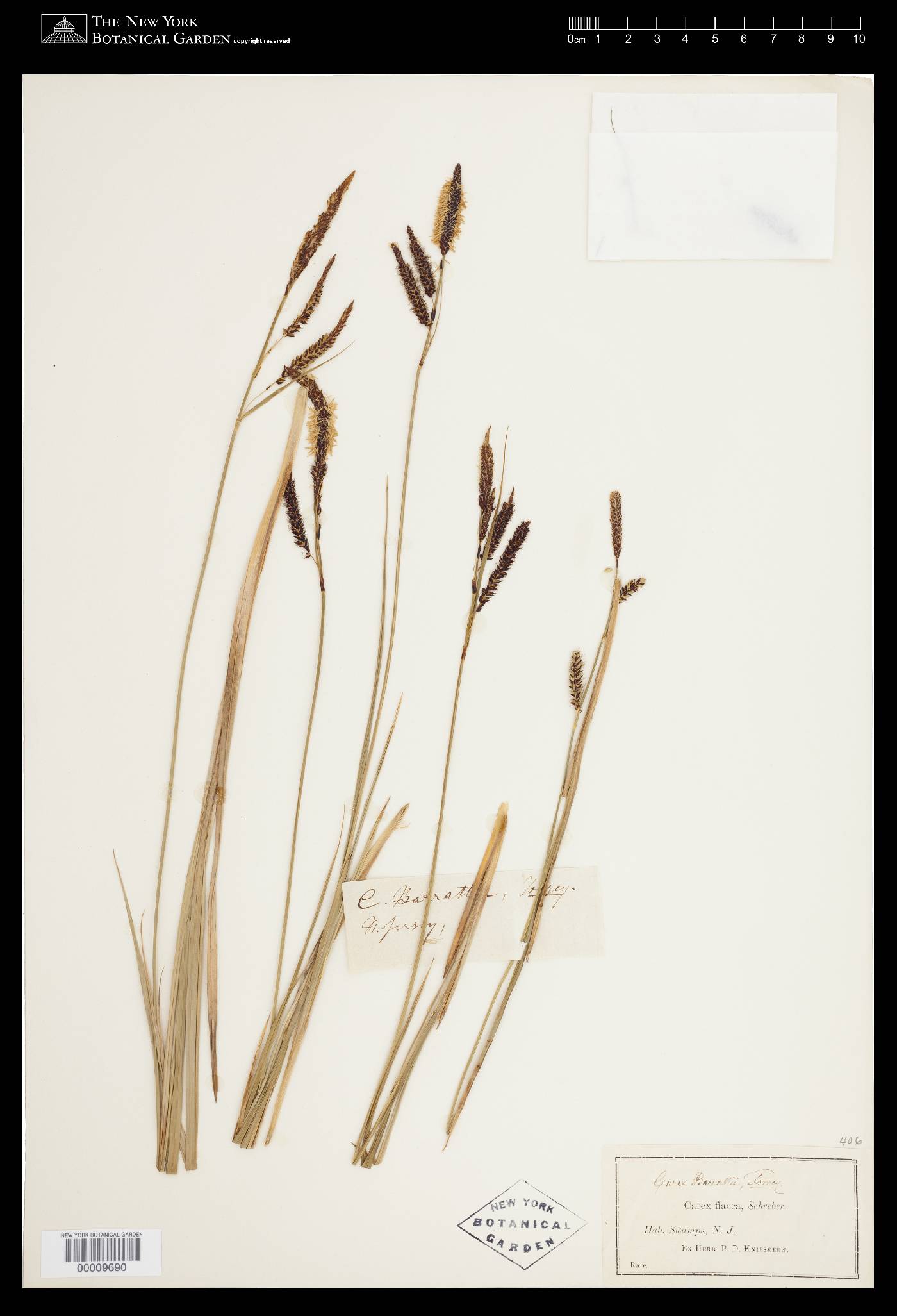 Carex barrattii image