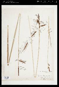 Carex barrattii image