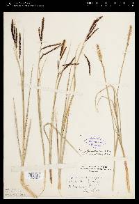 Carex barrattii image