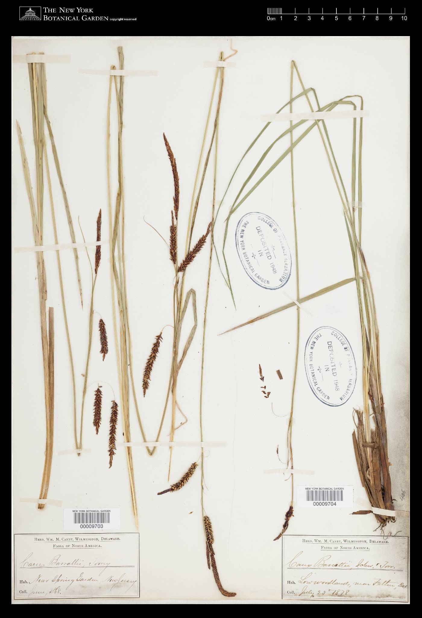 Carex barrattii image