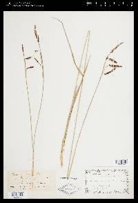 Carex barrattii image